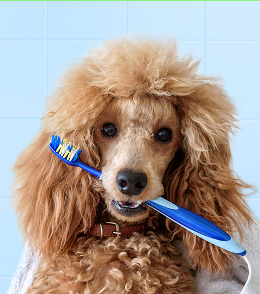 Dog Holding Toothbrush